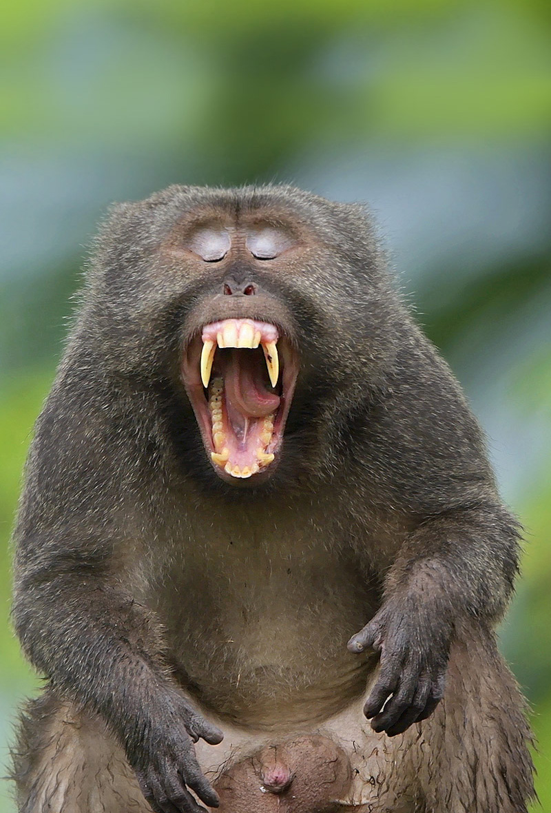 <strong>Crab-eating Macaque/ Long-tailed macaque <em>(Macaca fascicularis)</em></strong> <br> Native primate to Southeast Asia, found in the Nicobar Islands of India. They lives in a social groups controlled by females. Males left group at the puberty. Found at the edges of forest.