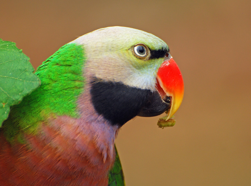 <strong>Red-breasted Parakeet <em>(Psittacula alexandri)</em></strong> <br>
A widespread species of the family Psittaculidae. Stays in groups in the forest and near to the villages and even in cities. They are one of the most trafficked wild bird and threatened due to the wild bird trade.