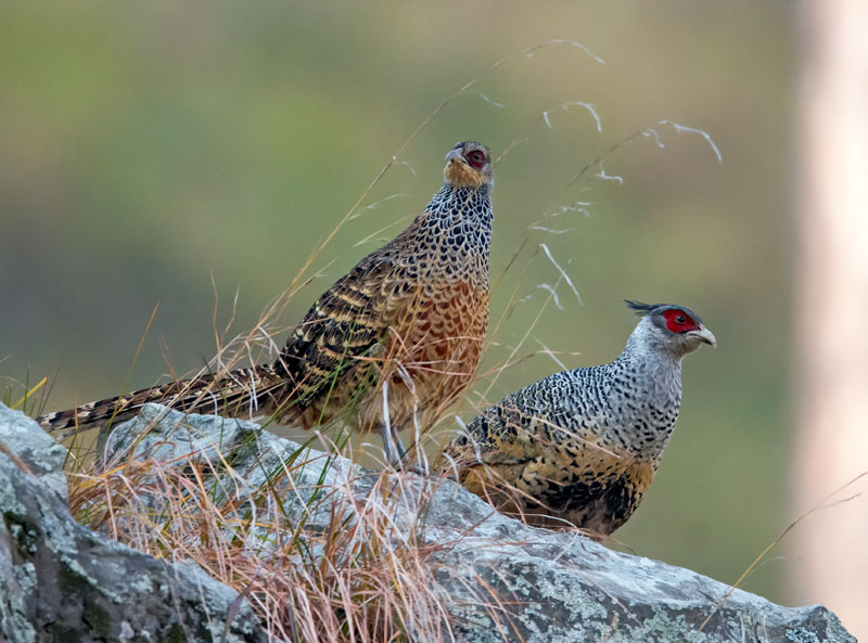 Cheer Pheasant (Catreus Wallichii)