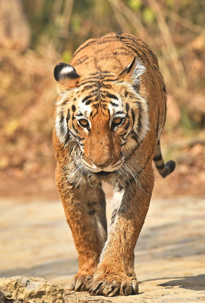 Tiger (Panthera Tigris)