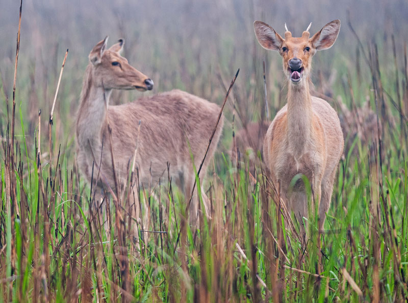 Barasingha (Rucervus Duvaucelii)