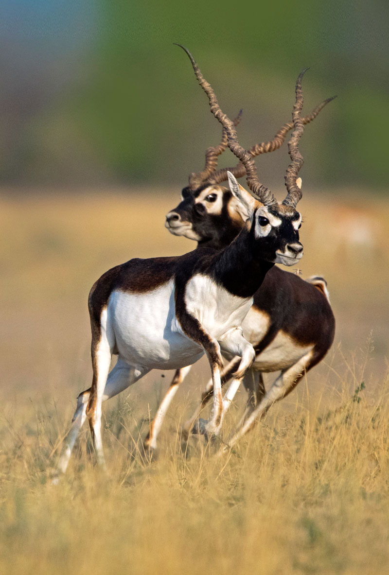 Blackbuck (Antilope Cervicapra)