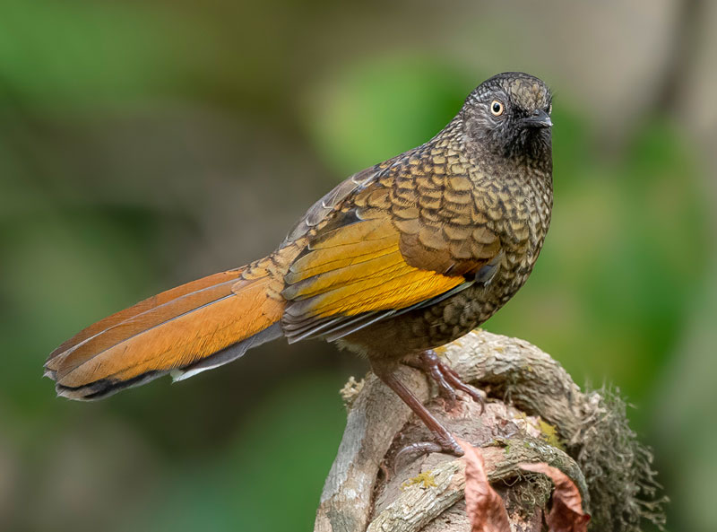Scaly Laughingthrush (Trochalopteron Subunicolor)