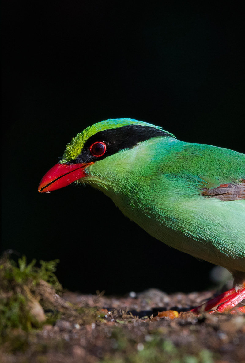 Common Green Magpie (Cissa Chinensis)
