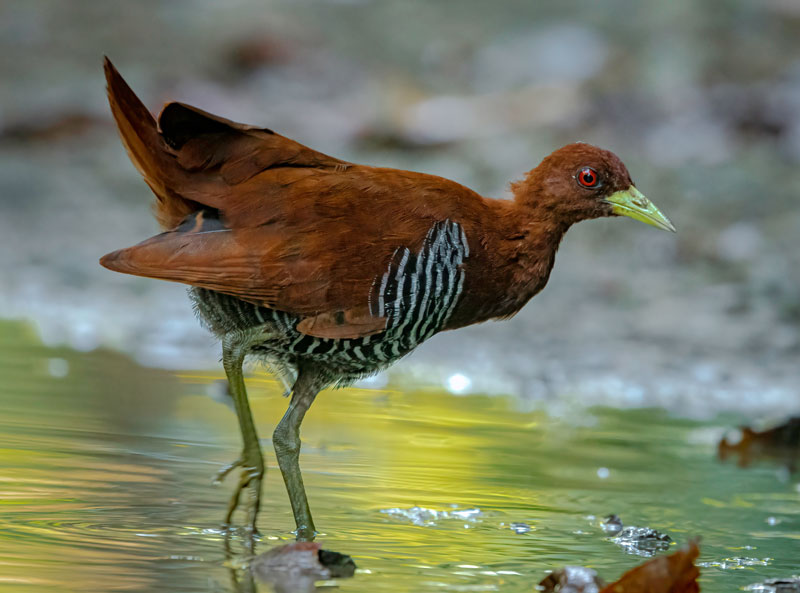 Andaman Crake (Rallina Canningi)