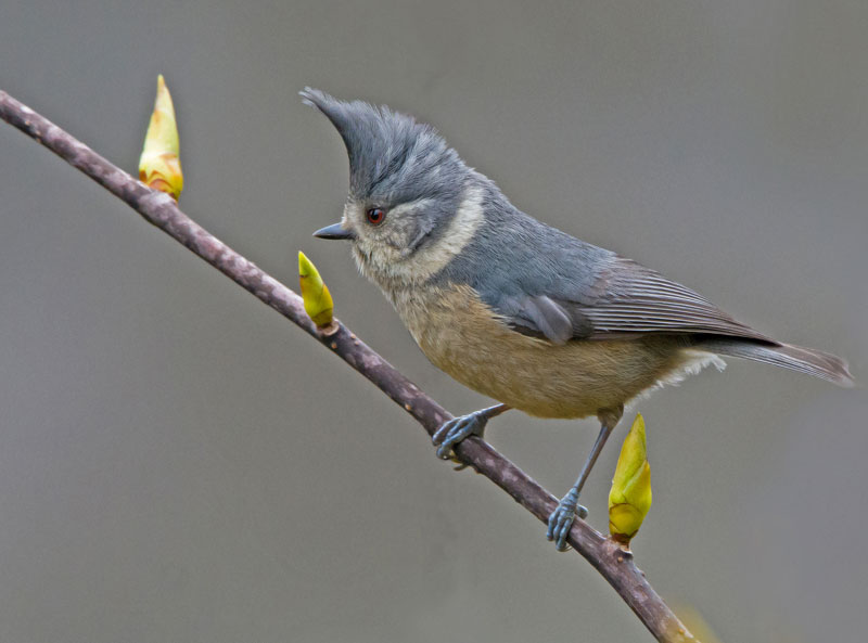 Grey Crested Tit (Lophophanes Dichrous)