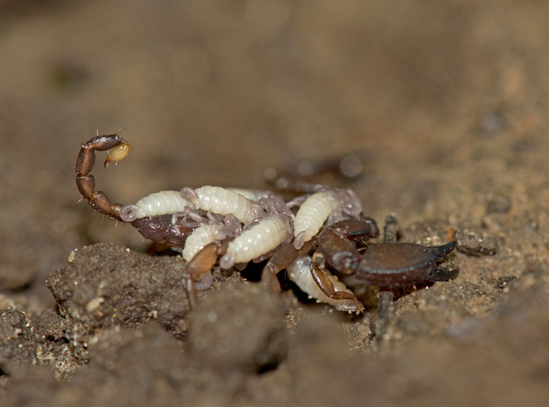Scorpione