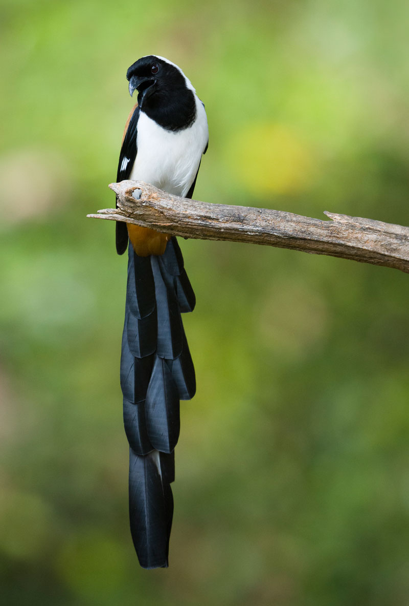 White Bellied Treepie (Dendrocitta Leucogastra)