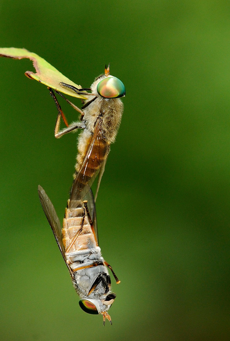 Fly