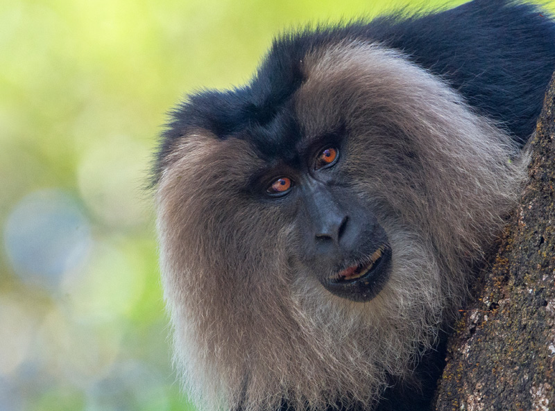 Lion Tailed Macaque (Macaca Silenus)
