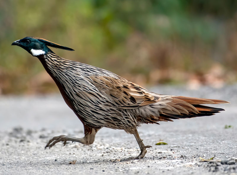 Koklass Pheasant (Pucrasia Macrolopha)