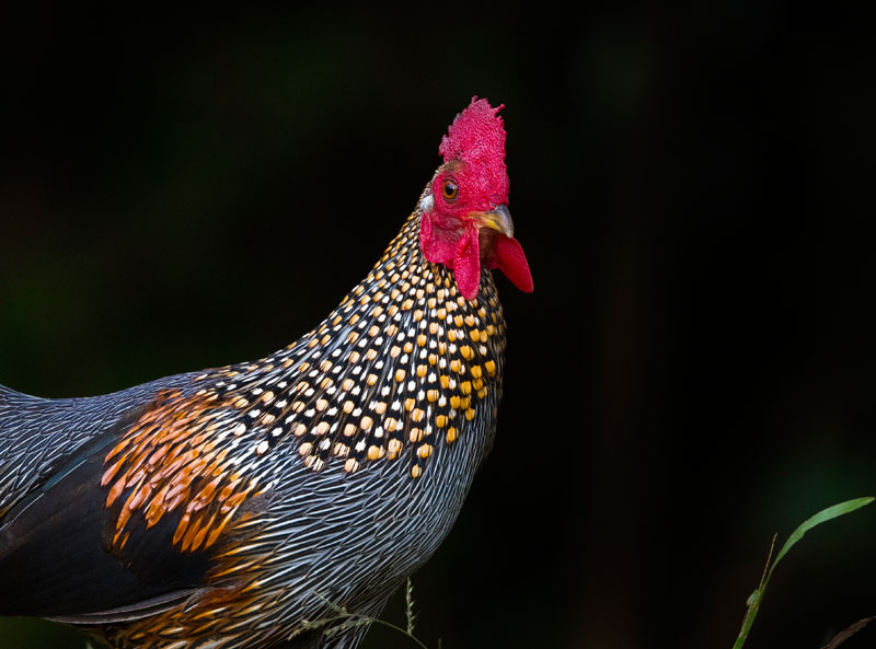 Grey Junglefowl (Gallus Sonneratii)