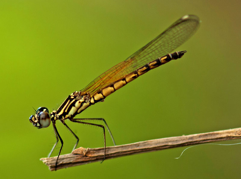 Damsel Fly