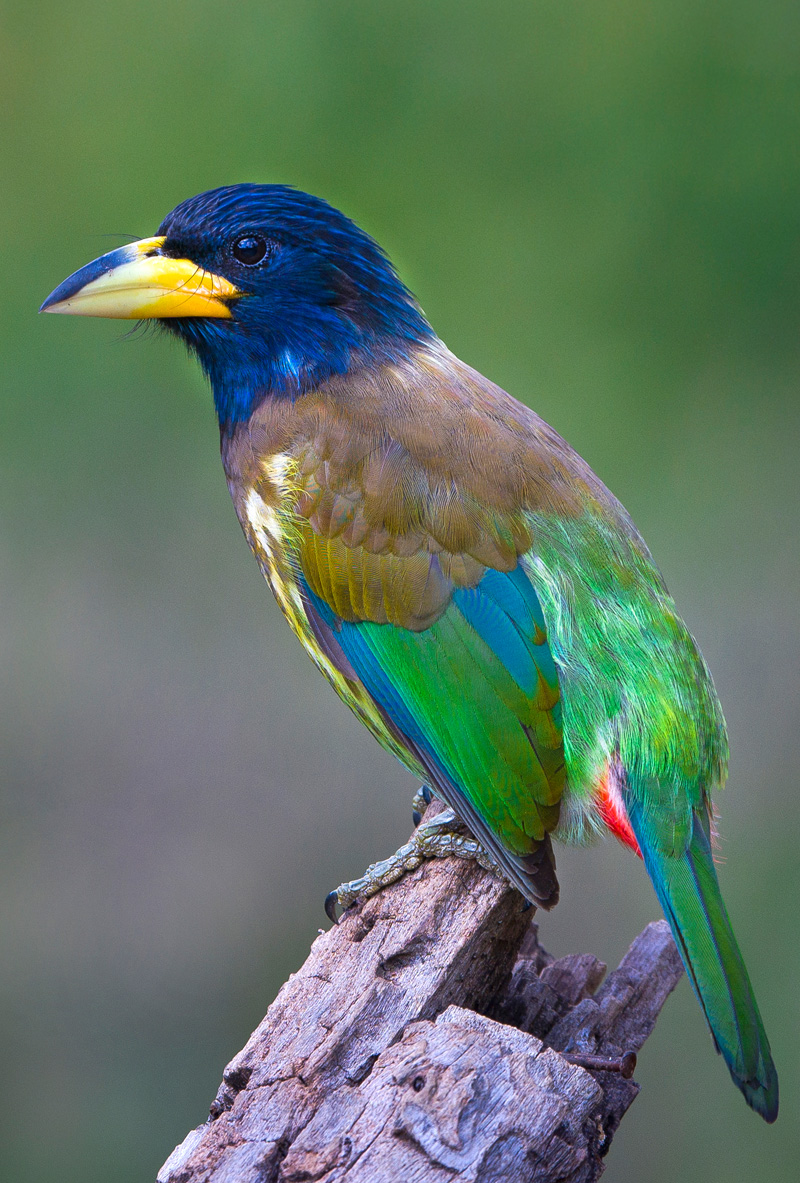 Great Barbet (Megalaima Virens)