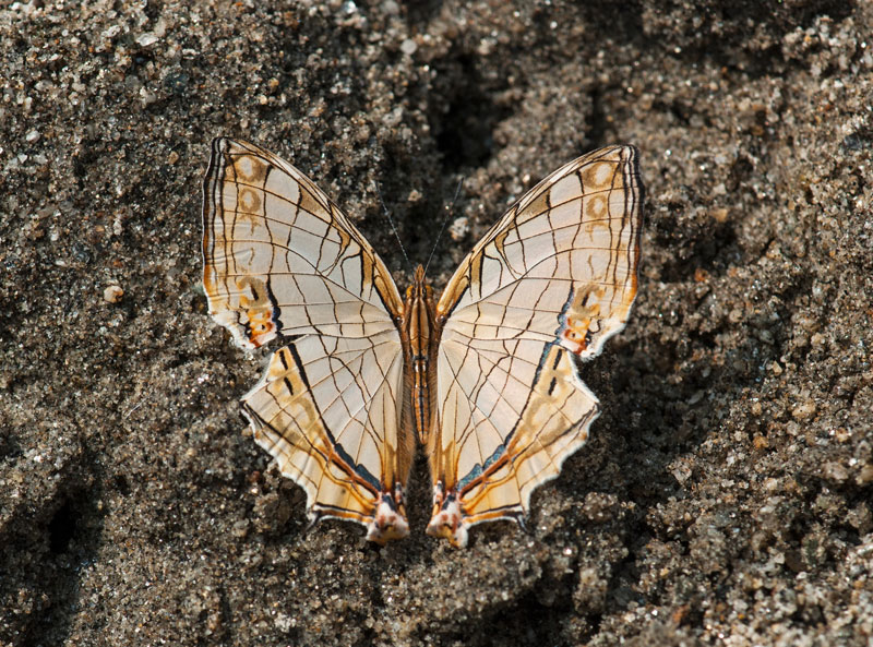 Map Butterfly
