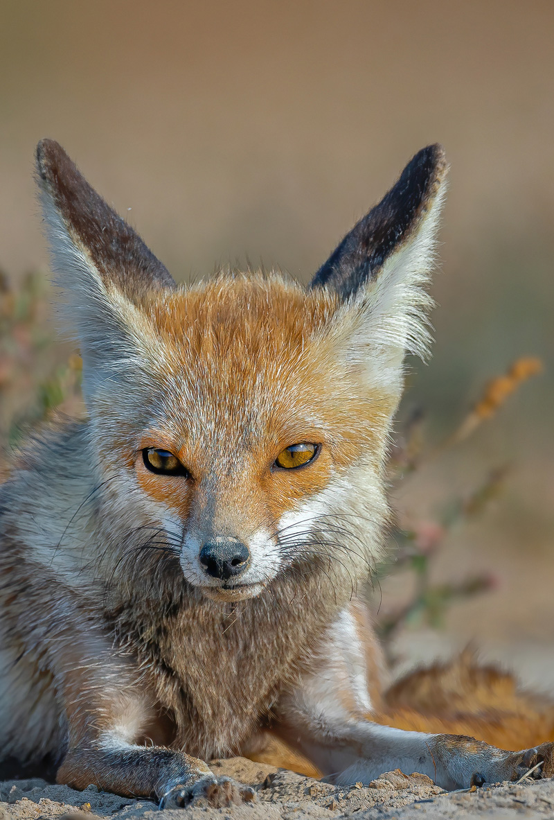 Desert Fox White Footed Fox (Vulpes Vulpes Pusilla)