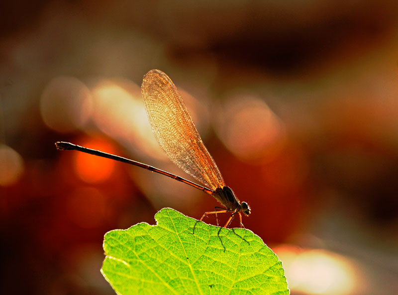 Damsel Fly