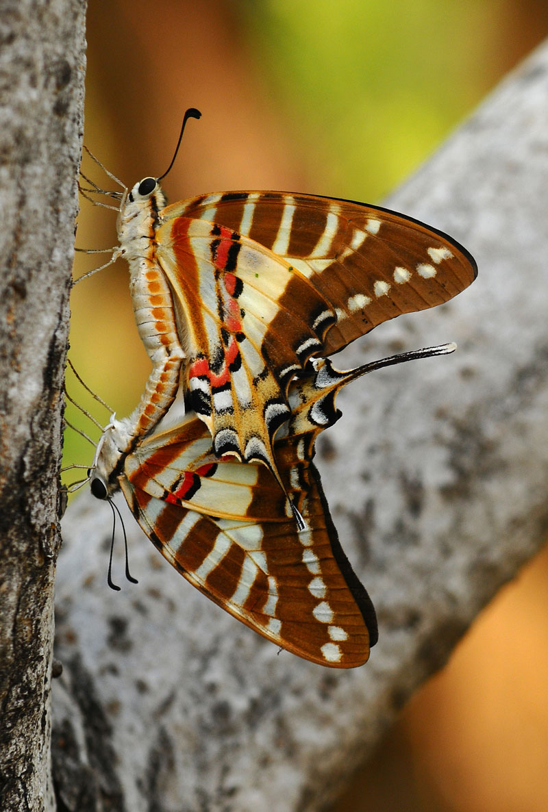 Sword Tail Butterfly