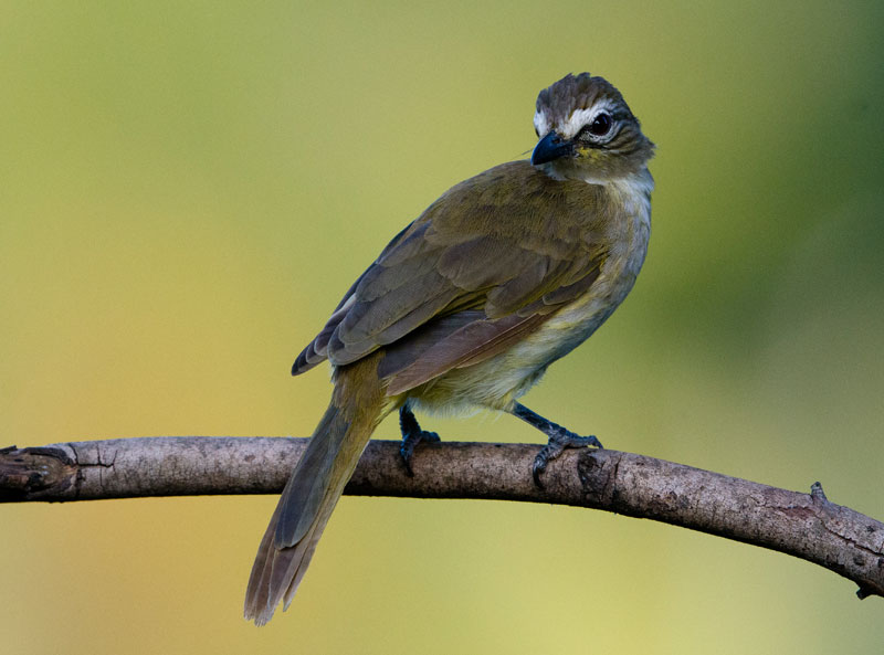 White Browed Bulbul (Pycnonotus Luteolus)