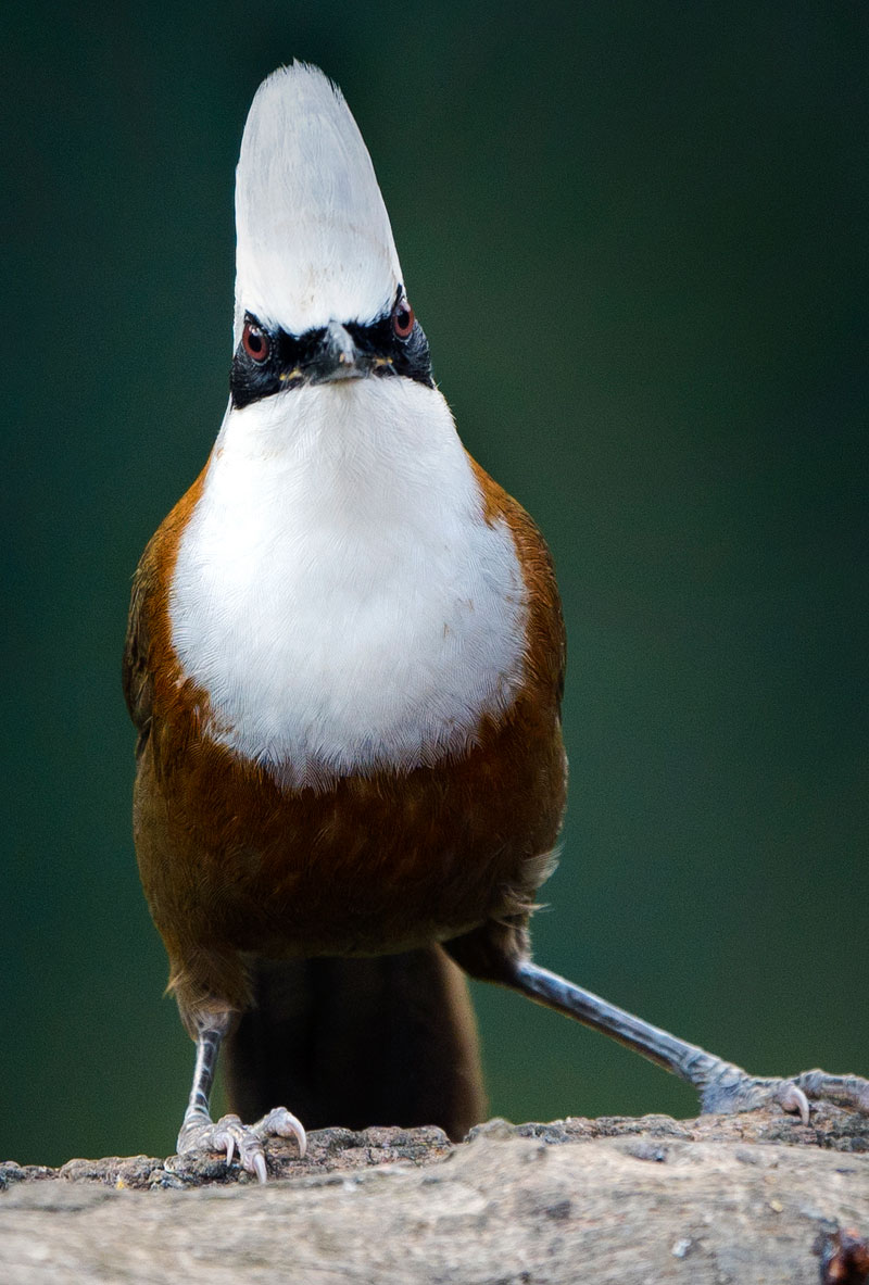 White Crested Laughingthrush (Garrulax Leucolophus)