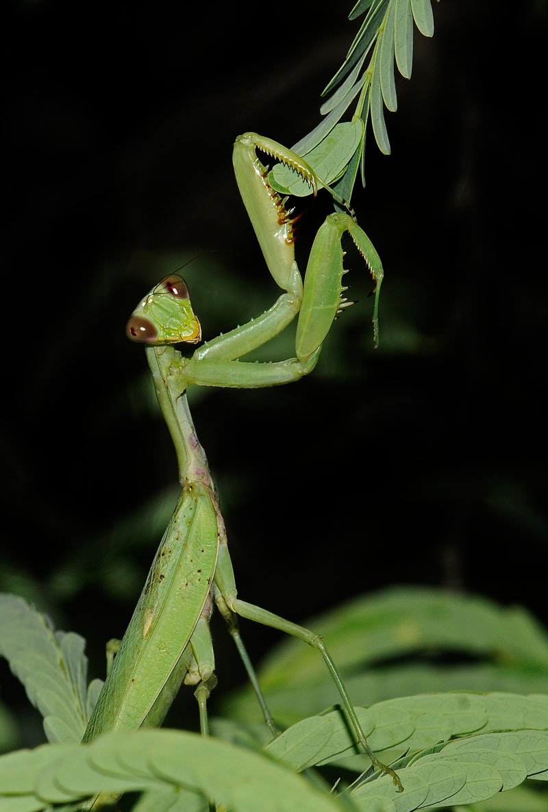 Mantis