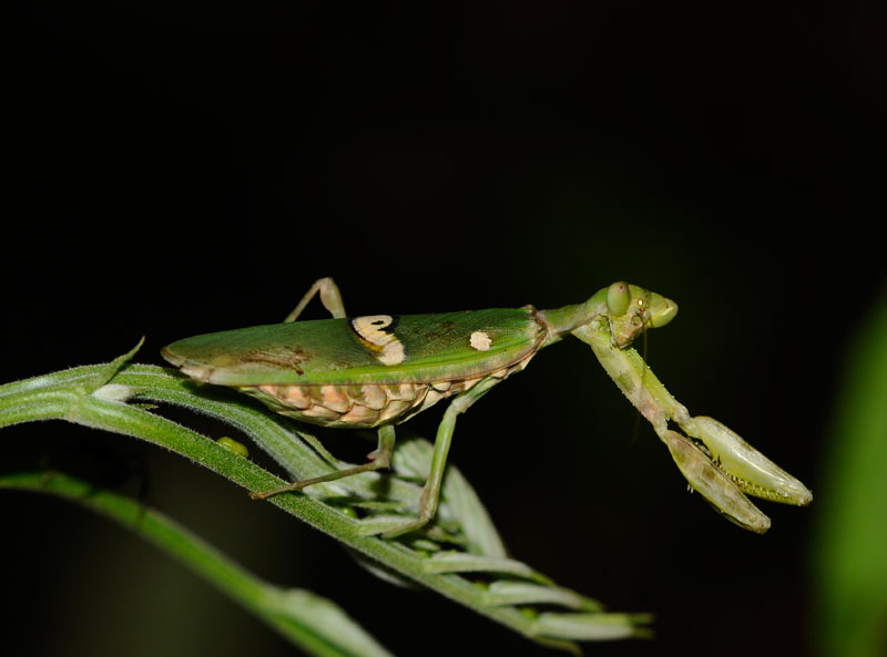 Mantis