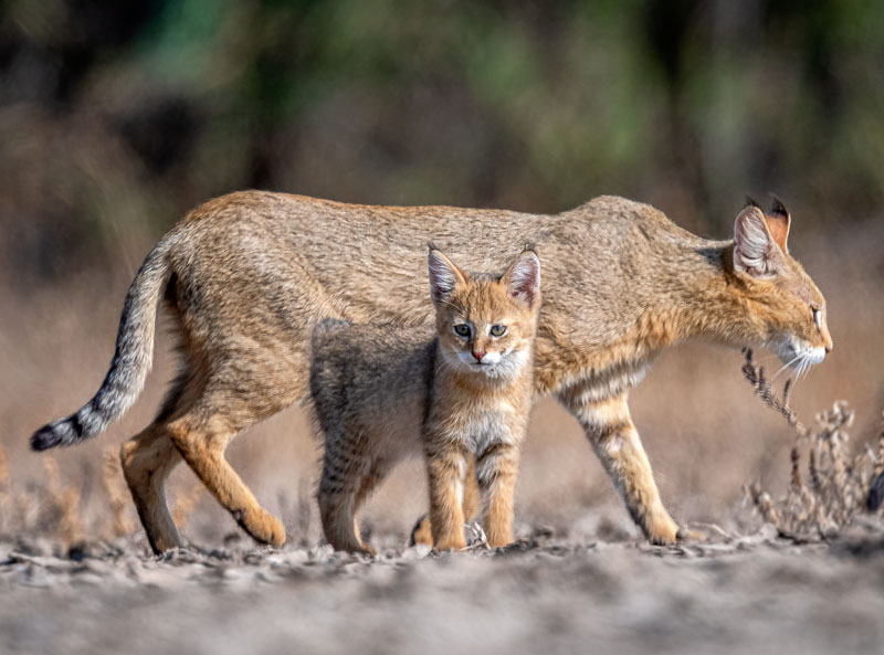 Jungle Cat (Felis Chaus)