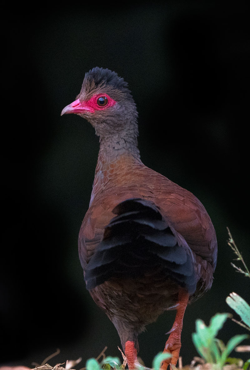 Red Spurfowl (Galloperdix Spadicea)