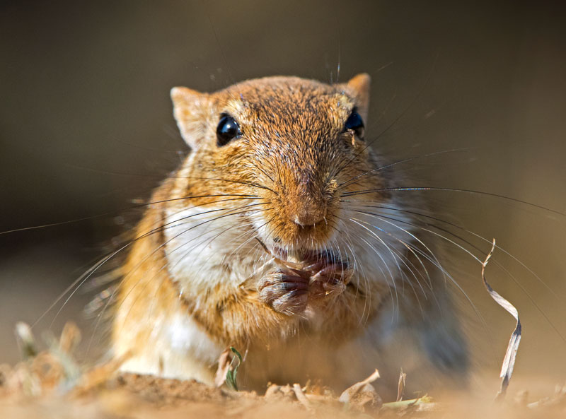 Indian Desert Gerbil (Gerbillinae)