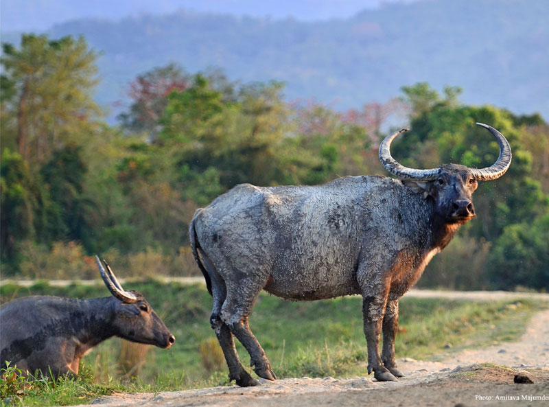 Water Buffalo (Bubalus Bubalis)