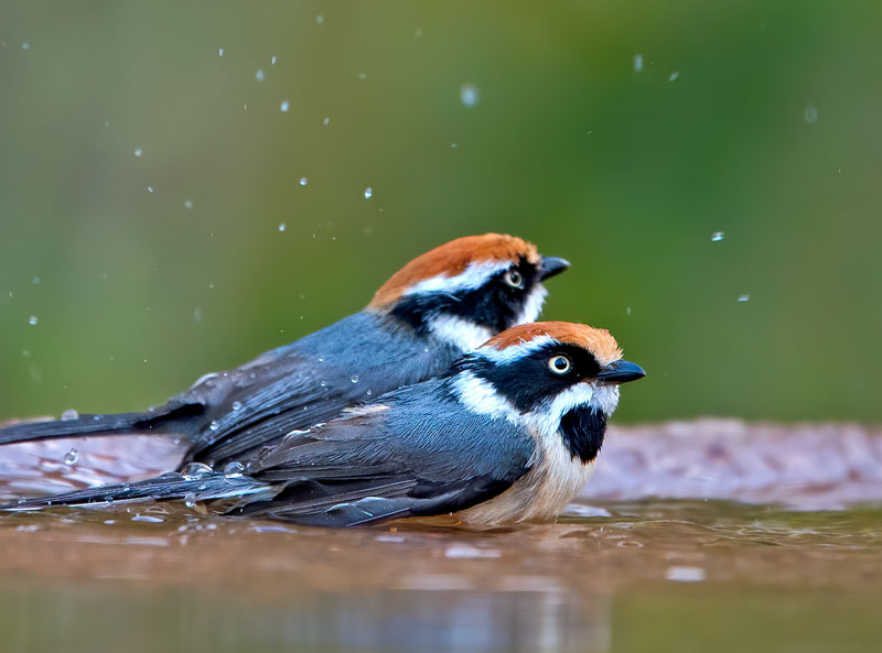 Black Throated Bushtit (Aegithalos Concinnus)