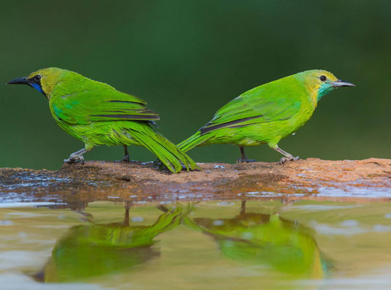 Jerdons Leaf Bird (Chloropsis Jerdoni)