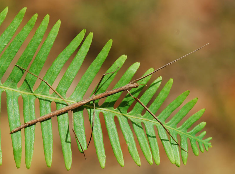 Stick Insectes
