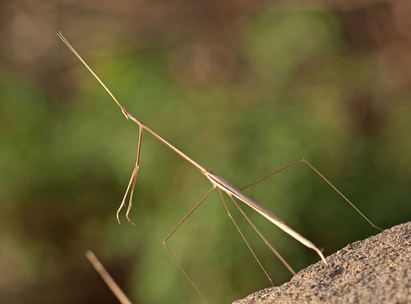 Mantis
