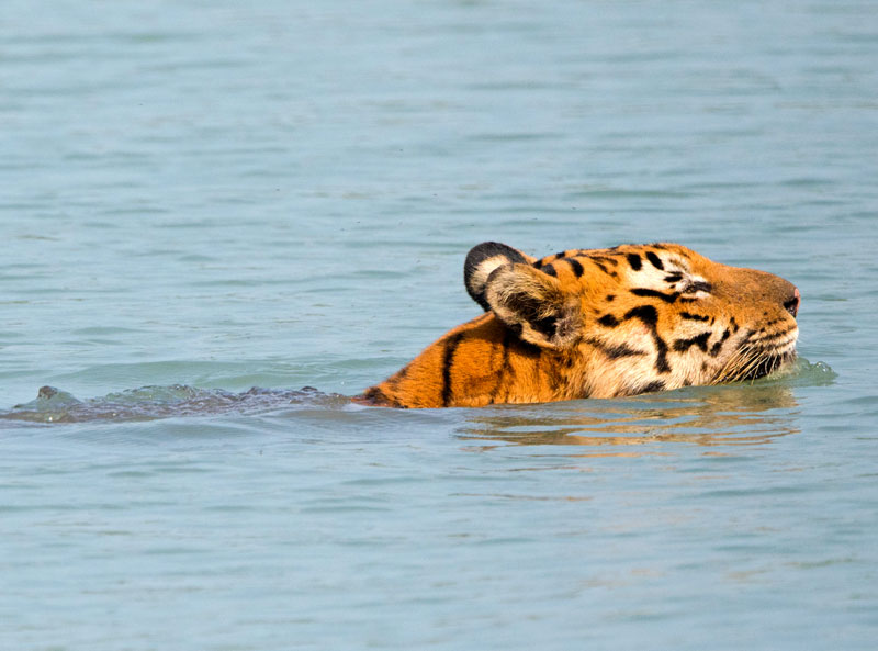 Tiger (Panthera Tigris)