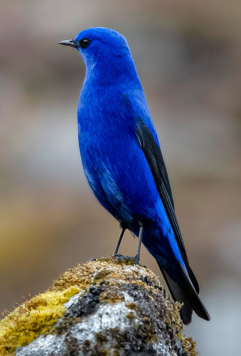 Grandala (Grandala Coelicolor)