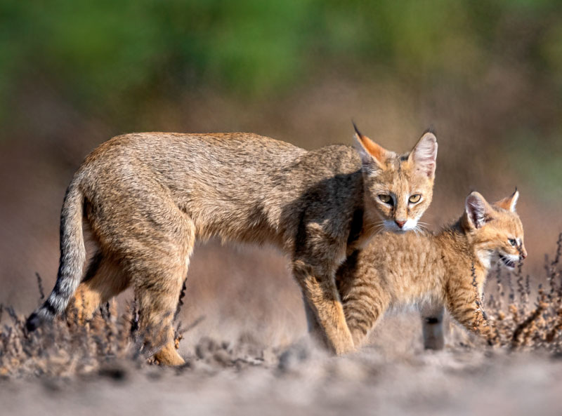 Jungle Cat (Felis Chaus)
