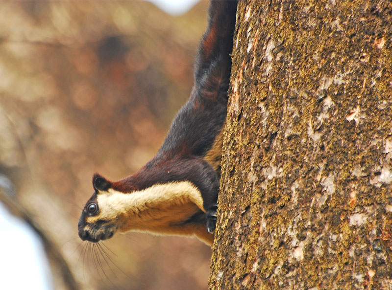 Himalayan Giant Squirrel (Ratufa Bicolor)