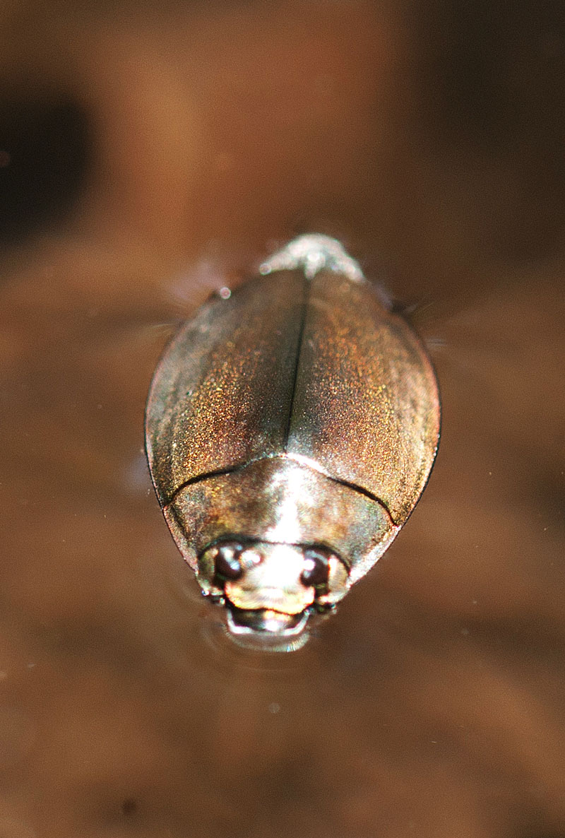 Water Beetle