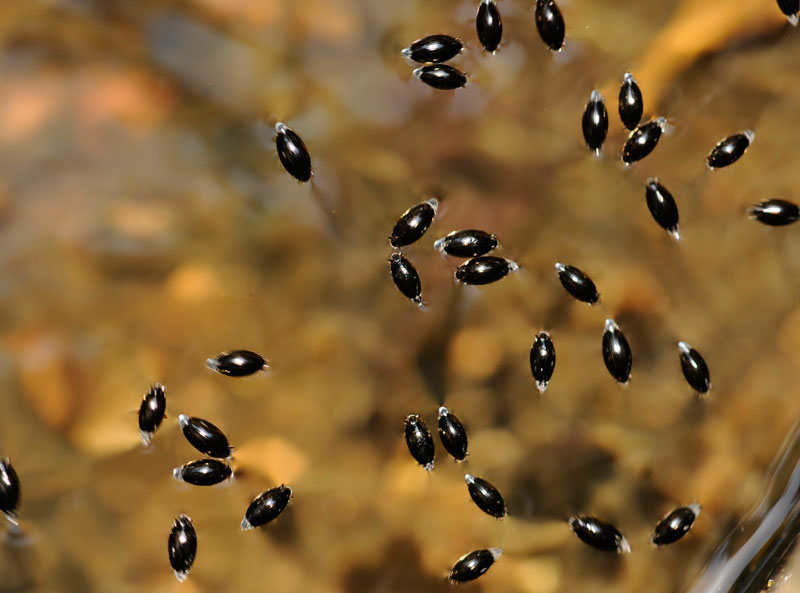 Water Beetle