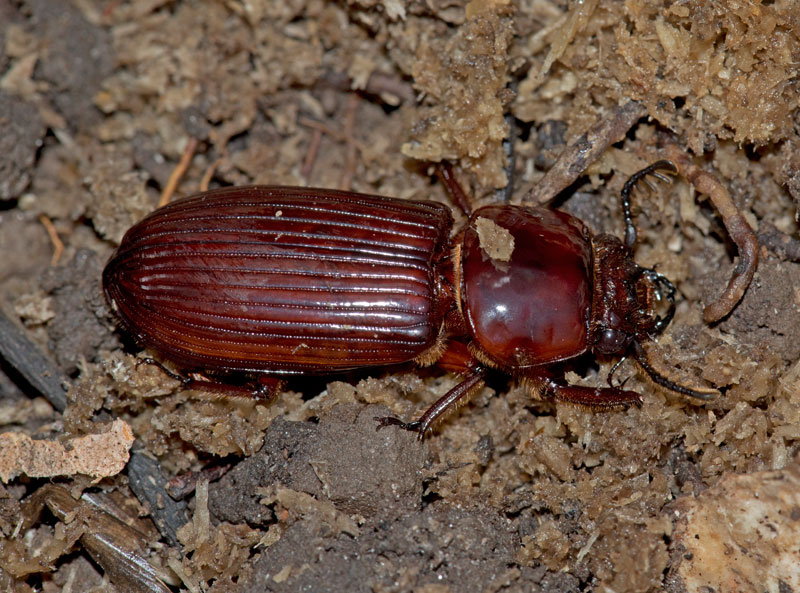 Bess Beetle