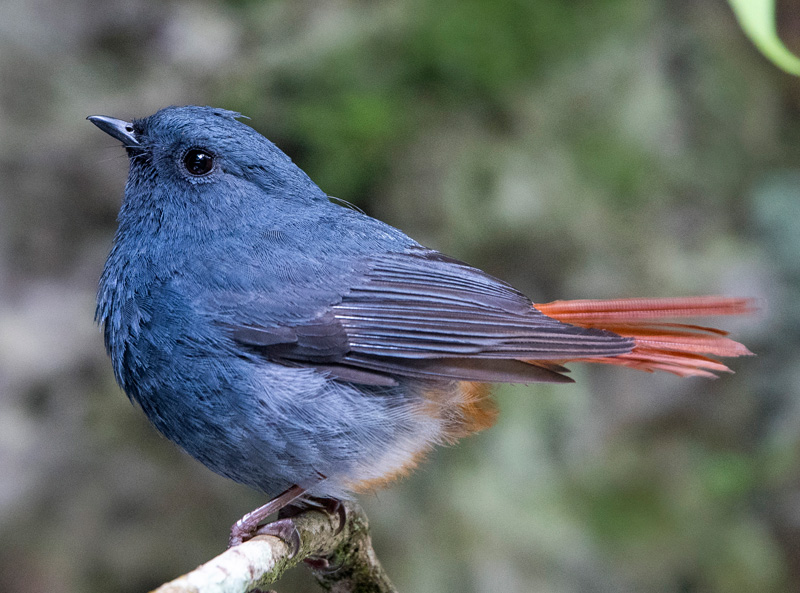 Plumbeous Water Redstart (Rhyacornis Fuliginosa)