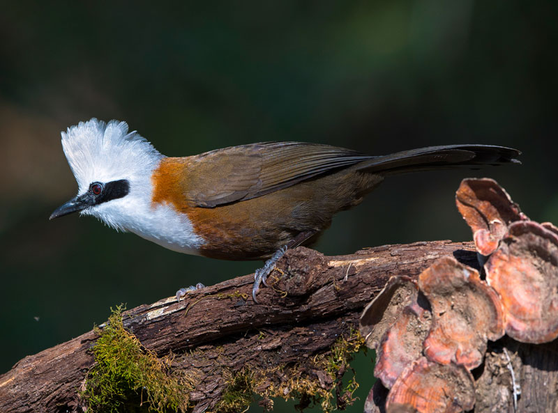 White Crested Laughingthrush (Garrulax Leucolophus)