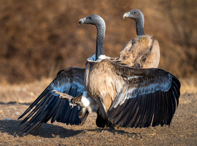 Indian Vulture (Gyps Indicus)
