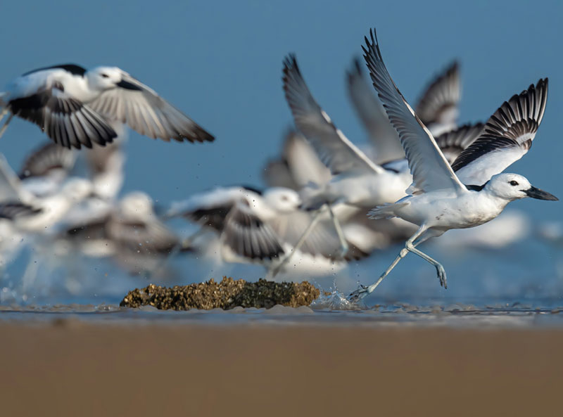 Crab Plover (Dromas Ardeola)