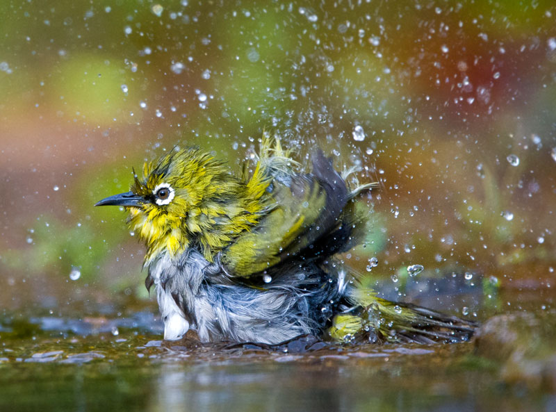 White Eye