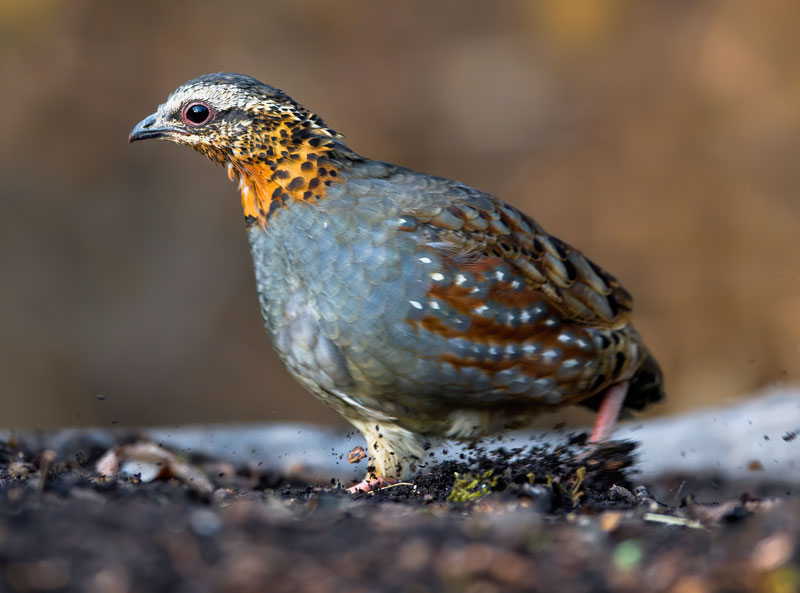Rufous Throated Partridge (Arborophila Rufogularis)