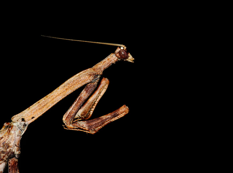 Mantis