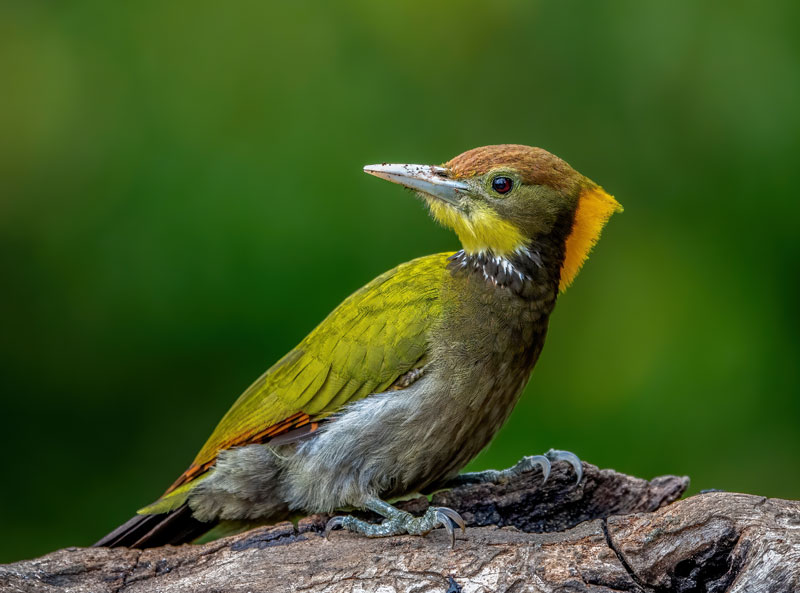 Greater Yellownape (Chrysophlegma Flavinucha)