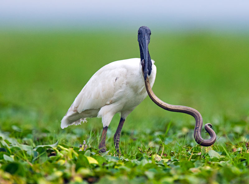 Black Headed Ibis (Threskiornis Melanocephalus)